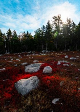 Red Grass Nature