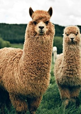 Alpacas