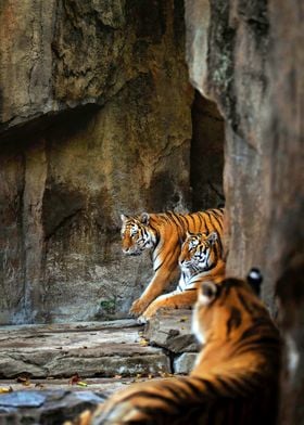 Two tigers