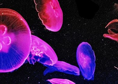 Fantastic jelly fish