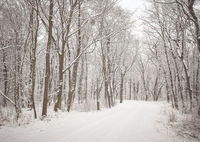 Snowy forest road