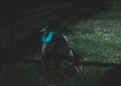 Dark Peacock