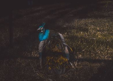 Gold Peacock