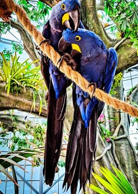 Two colourful parrots