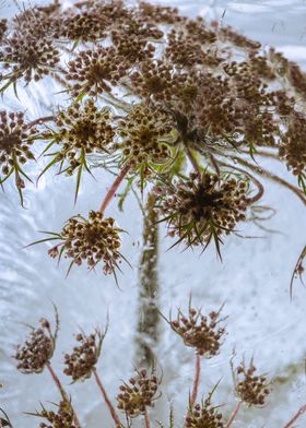 Daucus in clear ice