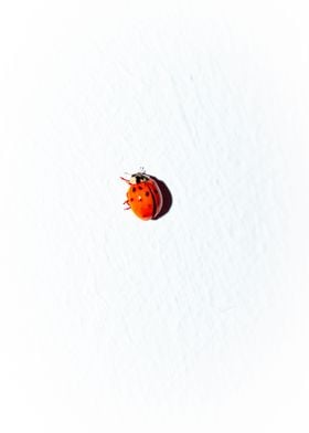 Ladybug Point On Canvas