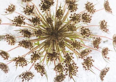 Umbel of Daucus in ice