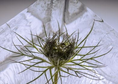 Bud of Daucus in ice