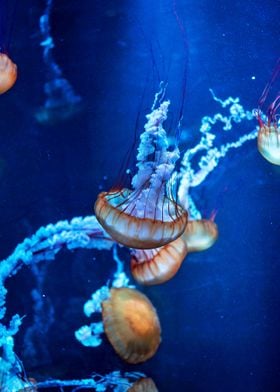 Awesome underwater view