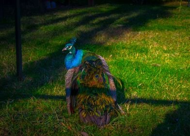 Vivid Peacock