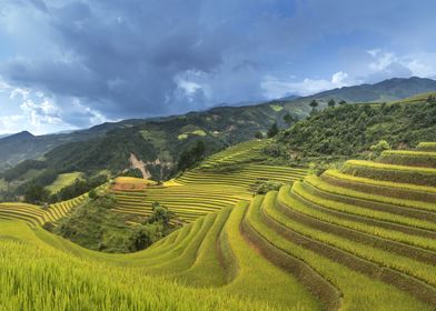 Rice Field Vietnam