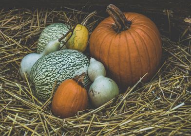 pumpkins in stubble