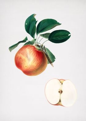Vintage Apple Fruit Poster