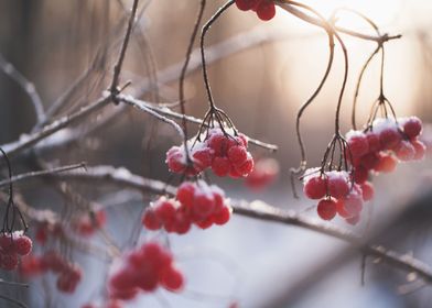 snowy berries