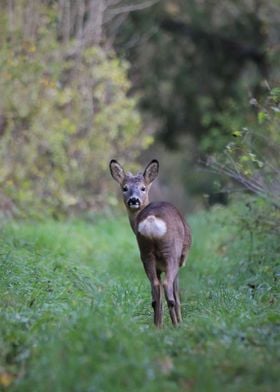 Young roe deer