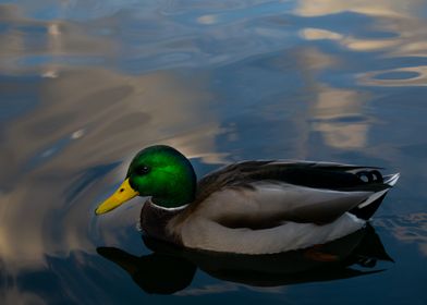 Duck in water