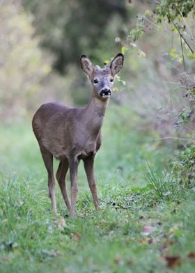 Young roe deer 