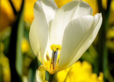 White Tulip