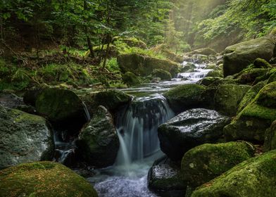 Waterfall Forest Landscape