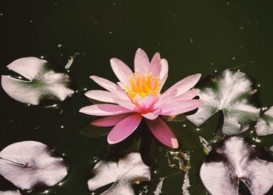 Water Lily