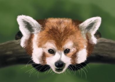 Red panda