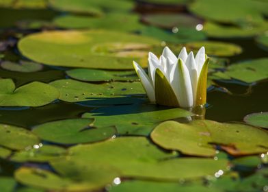 White Water Lily