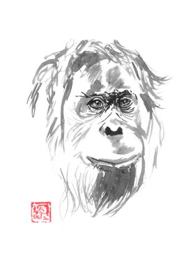 orangutan