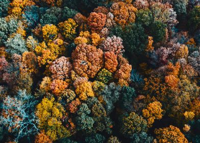 Forest In Fall