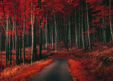 Road in red autumn forest