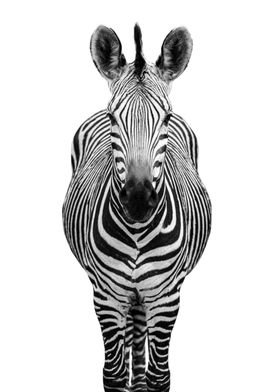 HIGH KEY ZEBRA