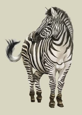 Zebra