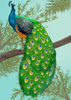 Peacock