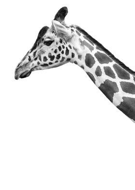 HIGH KEY GIRAFFE