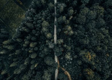 Path in the forest