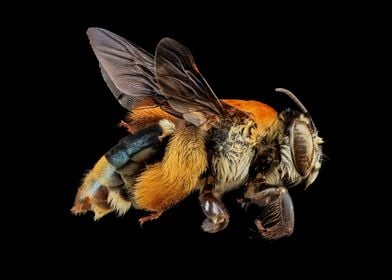 Centris Decolorata Bee