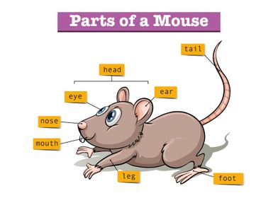 Mouse