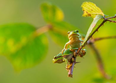 Curious tree frogs