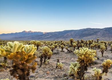 Jumping Cactus