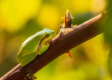 Sunbathing Tree Frog