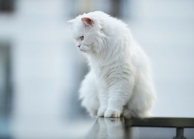 White Cat