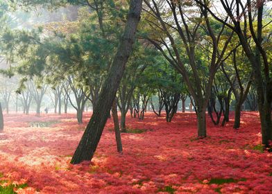 Red Flowers Forest