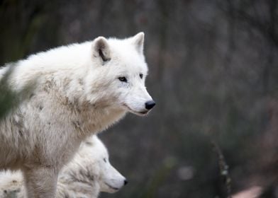 White Wolf Forest