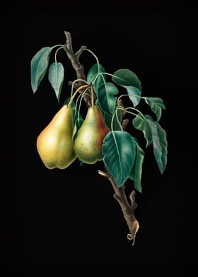 Vintage Lemon Pear Fruits