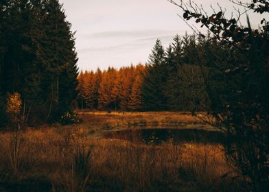 Autumn woodland