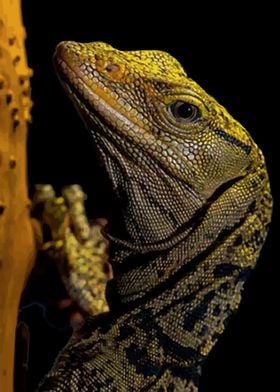 Monitor lizards Reptile