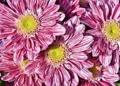 Aster Flowers