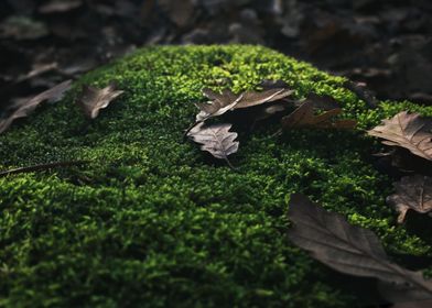 Leaves on the moss