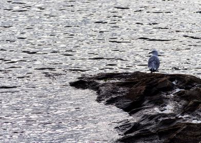 Lake Gull on the rocks