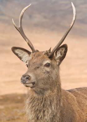 A young stag in Glencoe