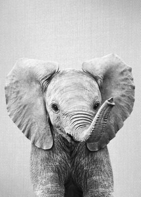 Baby Elephant BW